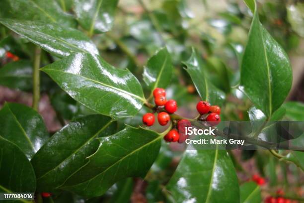 Christmas Berries Stock Photo - Download Image Now - Bush, Holly, Backgrounds
