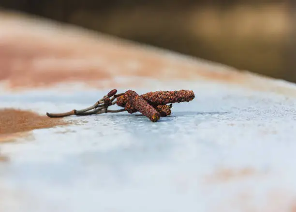 Small tree twig with brown dry buds sitting on white surface, viewed in closeup with blurred background