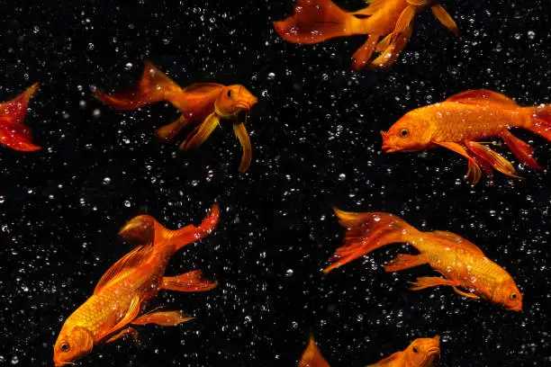 Photo of Goldfish, geometric seamless pattern, set, collage and bubbles isolated on black background.