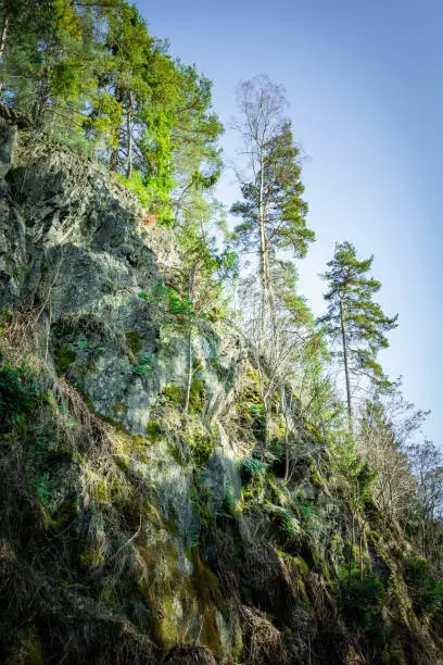Trees growing on a steep rocky mountain cliff covered in lush green moss and lichen under a sunny blue sky viewed from below
