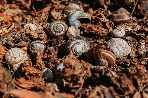 Snail shells in the garden surrounded with dry orange leaves. Autumn concept