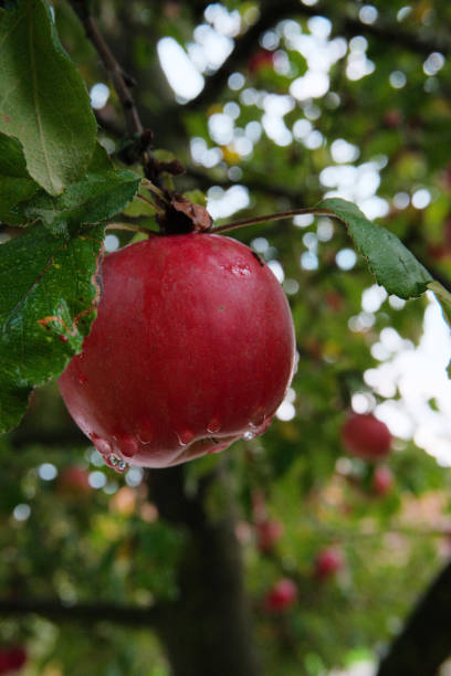 plan rapproché d'une pomme mûre rouge foncé avec des gouttelettes d'eau de la pluie s'arrêtant sur une branche avec le feuillage vert - nature rain crop europe photos et images de collection