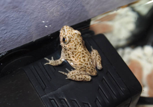 istock Macro photograph of a frog 1177087388