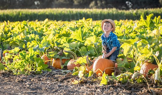 Caucasian Child boy picking up a pumpkin