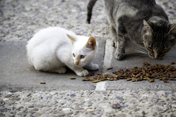 istock Street cats eating 1177088831