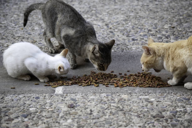 istock Street cats eating 1177088861