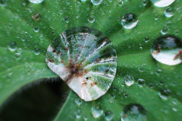 istock Fresh green geometric leaf with water droplets on top 1177088881