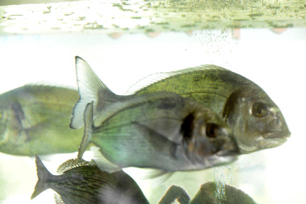 istock Piranhas in the aquarium, just below the water surface 1177089256