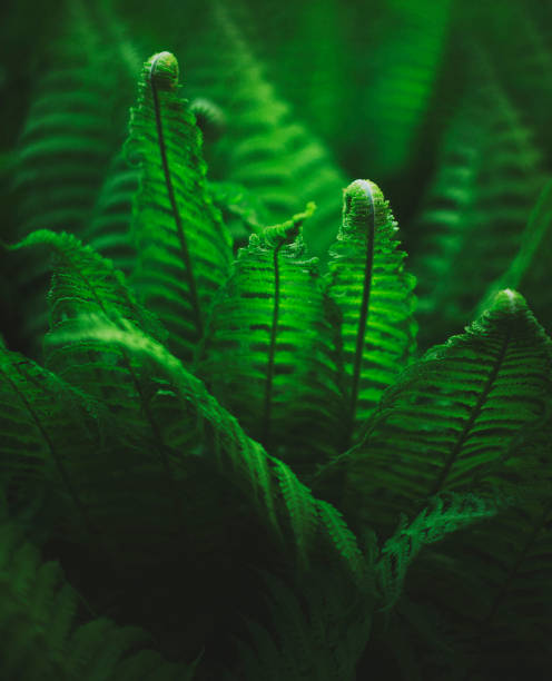 istock curled fern leaves in forest 1177089522