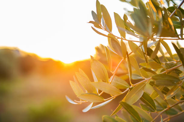 Olive tree branch at warm autumn sunset, Salento, Apulia, Southen Italy