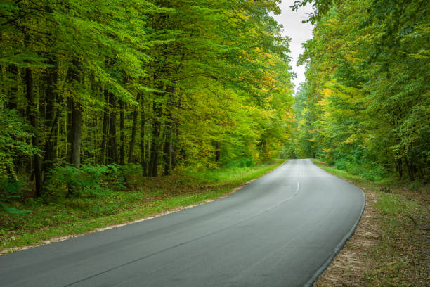 istock Asphalt road through the green forest 1177091002
