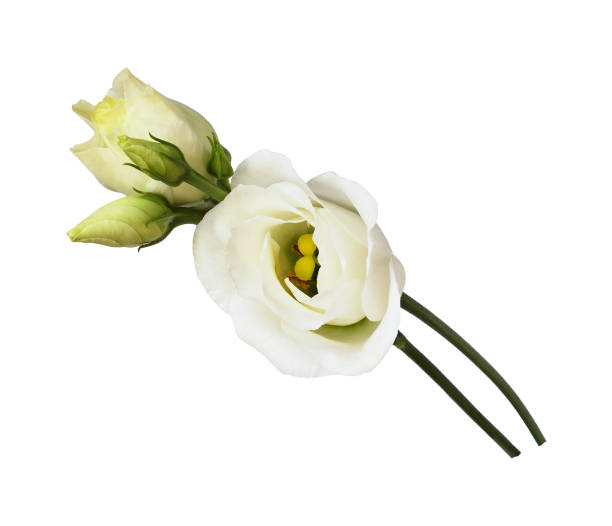 istock Closeup of eustoma flowers 1177092084