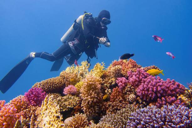 Man scuba diver checking beautiful colorful healthy coral reef with diversity of hard corals Man scuba diver checking beautiful colorful healthy coral reef with diversity of hard corals great barrier reef coral stock pictures, royalty-free photos & images