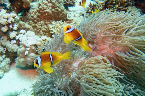 Clown fish with juvenile near sea anemone. Amphiprion bicinctus - Two-banded anemonefish. Red Sea