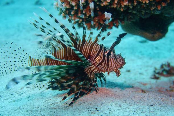 istock Common Lionfish - Pterois Miles 1177092206
