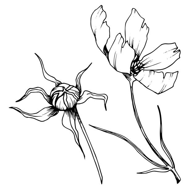 istock Vector Cosmos floral botanical flowers. Black and white engraved ink art. Isolated cosmea illustration element. 1177092531