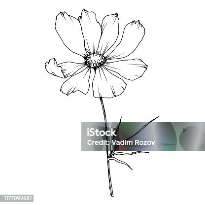 istock Vector Cosmos floral botanical flowers. Black and white engraved ink art. Isolated cosmea illustration element. 1177092681