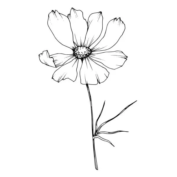 Vector illustration of Vector Cosmos floral botanical flowers. Black and white engraved ink art. Isolated cosmea illustration element.