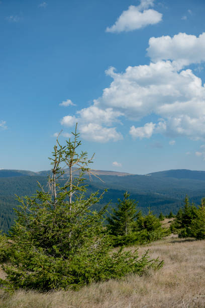 istock Mountain range landscape with meadow, hills, grass and herbs and cloudy blue bright summer sky 1177093632