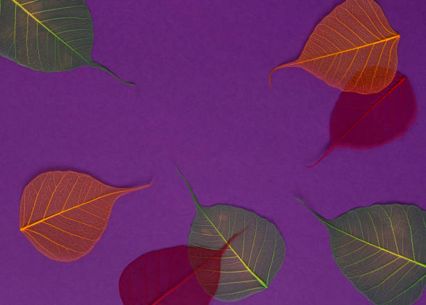 istock Colorful skeleton leaves at purple backgound. Autumn fall template. 1177093905