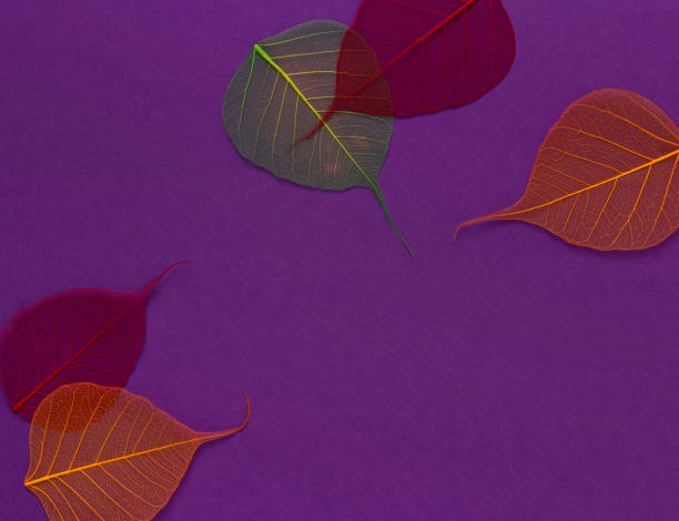 istock Colorful skeleton leaves at purple backgound. Autumn fall template. 1177093912