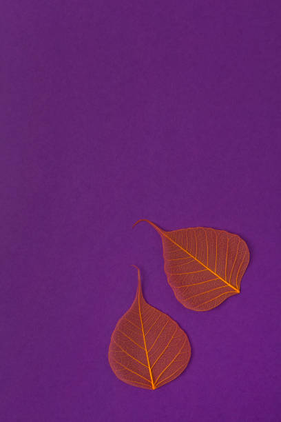 istock Orange skeleton leaves at purple backgound. Autumn fall template. 1177093930