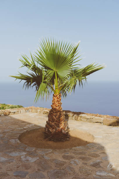 Washingtonia palm tree on a terrace in Pantelleria island, Sicily