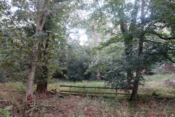 istock Woodland Fence 1177094380