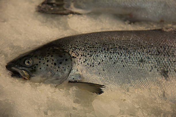 istock Freshly caught fish with ice on store shelve 1177095473