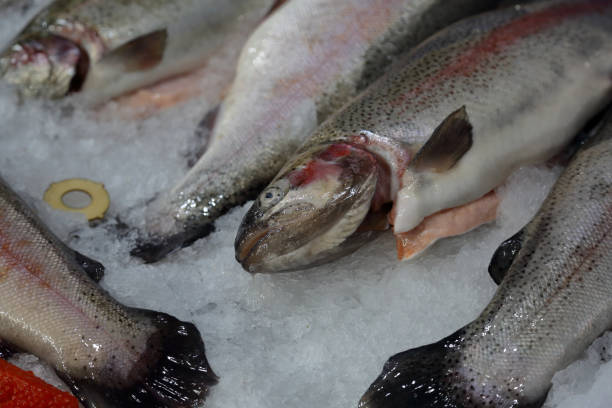 istock Freshly caught fish with ice on store shelve 1177095474