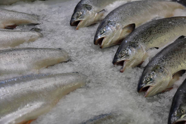 istock Freshly caught fish with ice on store shelve 1177095494