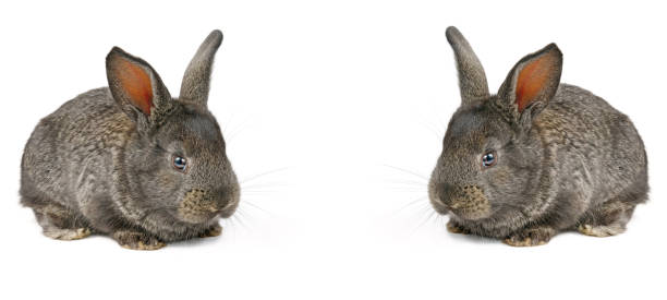 istock Little domestic rabbits isolated on white background. 1177095606