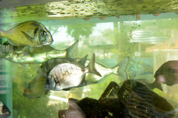 Piranhas in the aquarium decorated with old jewelry Underwater animals in an aquarium silver piranha fish stock pictures, royalty-free photos & images