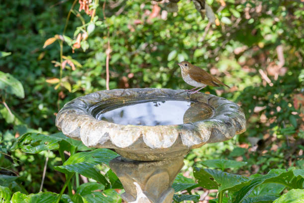 mughetto di swainson che beve da birdbath - birdbath foto e immagini stock