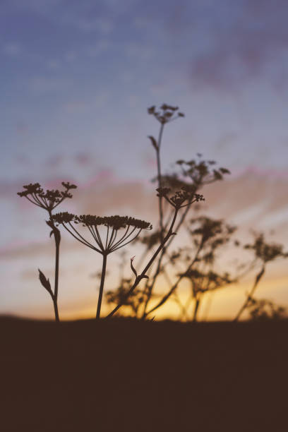 Plant silhouette at sunset in Pantelleria island