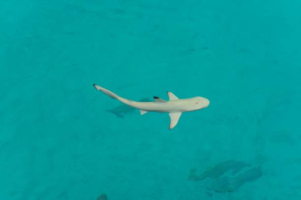 черная остроконечная акула - pointe noire стоковые фото и изображения