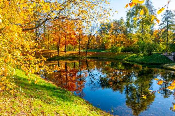 parque de catalina en otoño, tsarskoe selo (pushkin), san petersburgo, rusia - catherine park fotografías e imágenes de stock