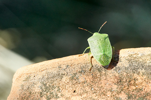 green bedbug