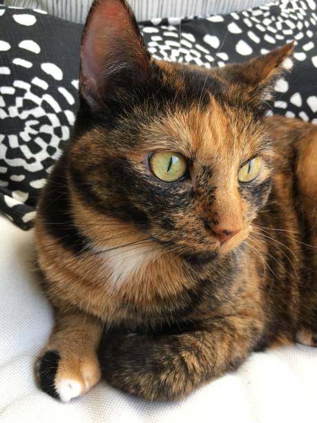 istock Beautiful tortoiseshell cat closeup green eyes 1177098578