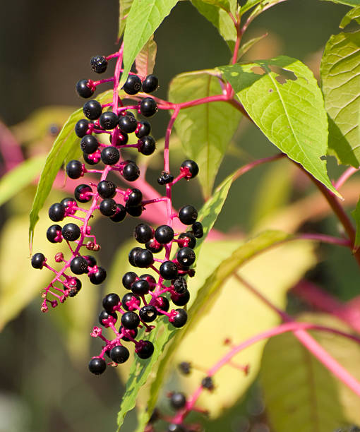istock pokeweed berries, Phytolacca americana 117709956