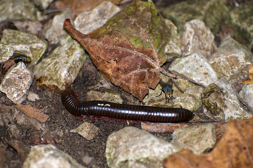 Millipedes are moving in nature.
