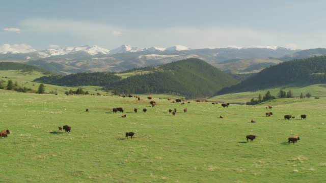 Aerial view of Buffalo herd in Yellowstone National Park