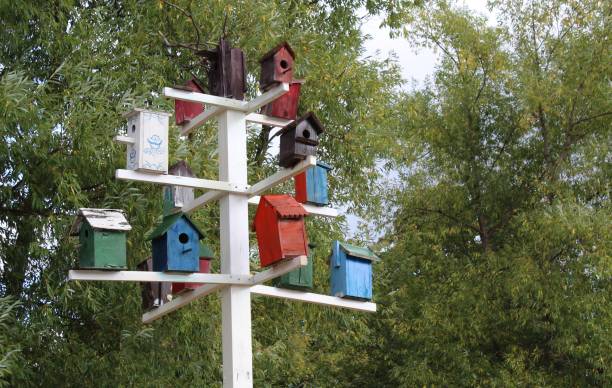 istock birdhouses, Park, trees, lots, summer, Sunny 1177102026