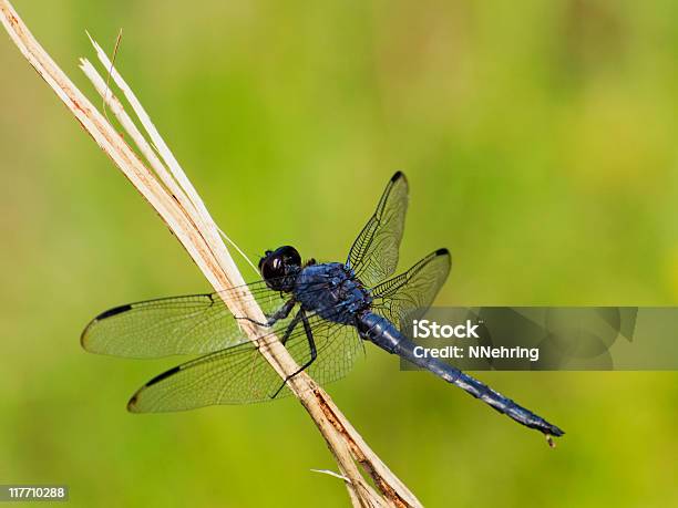 Slaty 블루 제비갈매기 Libellula Incesta 잠자리 잠자리에 대한 스톡 사진 및 기타 이미지 - 잠자리, 사진-이미지, 0명