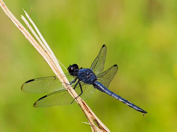Slaty blue skimmer, 