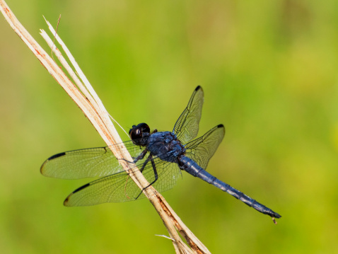 A male blue dasher dragonfly rests lightly on a pipe.  Front view.