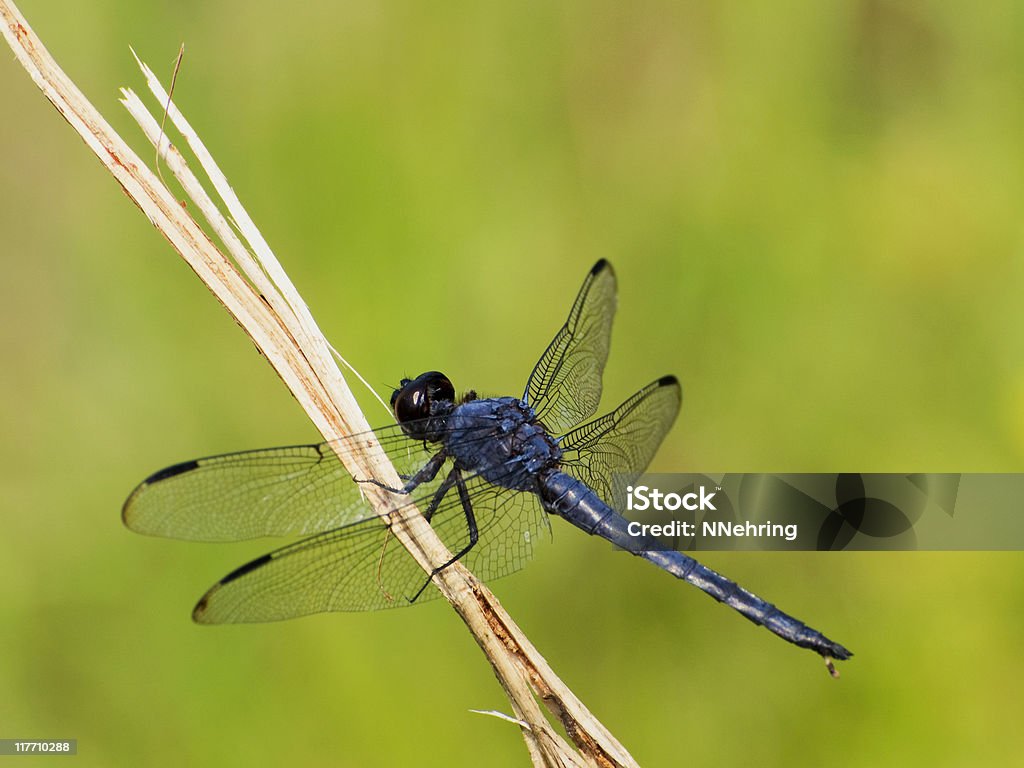 Surucuá azul Talha-mar, Libellula incesta, Libélula - Royalty-free Libélula - Inseto Foto de stock