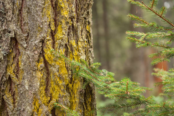 moss and lichens on the bark of a pine