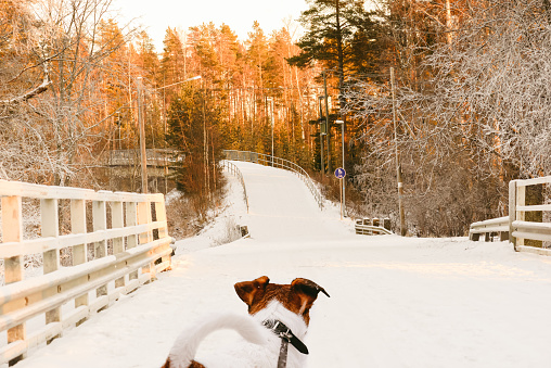 Jack Russell Terrier walks on leash in Nordic landscape