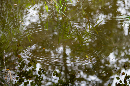 Ripples caused by raindrops in a lake in Cornwall